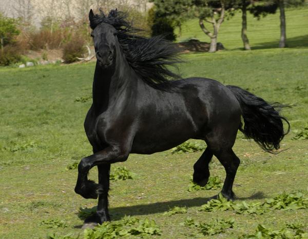 wallpaper horse. Black Horses Wallpaper.